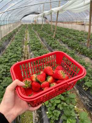 冬天可以去河南的哪里摘草莓,草莓到哪里去了-图1