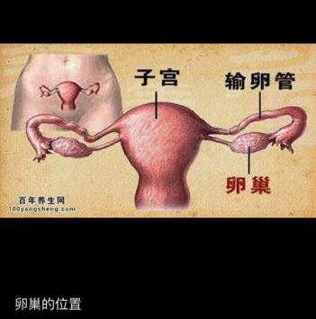 女生的子宫在哪里（子宫对应肚子位置图）-图1