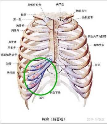 胸肋是哪里（胸肋是指哪里）-图3