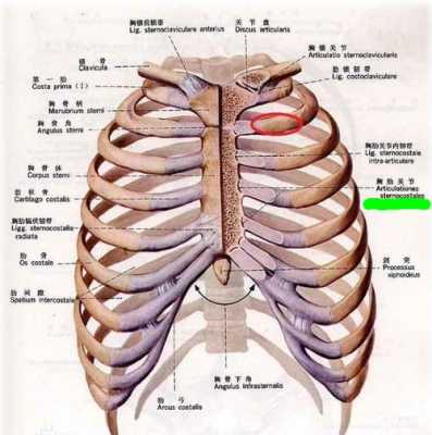 胸肋是哪里（胸肋是指哪里）-图2