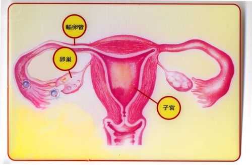 女人有几个卵巢呢,女人的卵巢在哪里?-图2