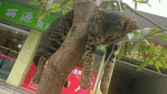 猫死了为什么要挂在树上而不能埋在地里面,猫死后会去哪里?-图3