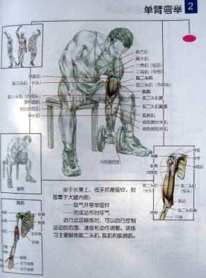 臂力棒可以锻炼到哪些肌肉,臂力器锻炼哪里的肌肉图解-图2
