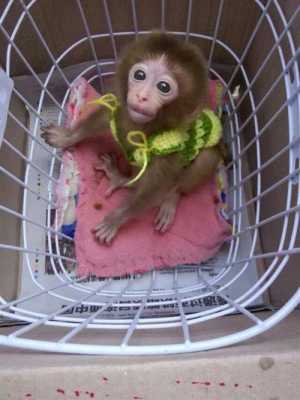 哪里有卖宠物小猴子（宠物猴子一般卖多少钱，想养一只小猴子去哪买多少钱）-图2