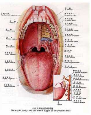 舌根部有舌苔,舌根部位在哪-图1