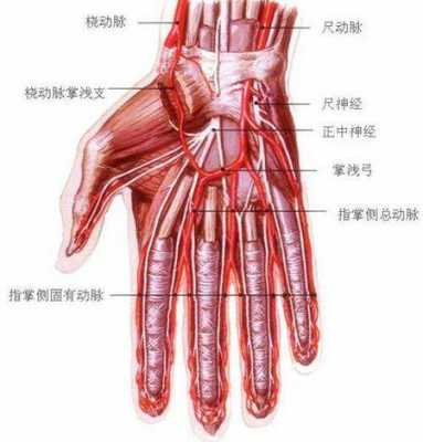 手上的动脉在哪,你知道手上的动脉在哪-图2