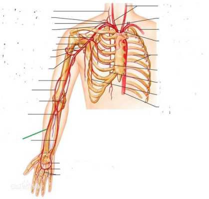 手上的动脉在哪,你知道手上的动脉在哪-图3