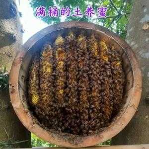 用樟木可以做蜜蜂桶吗,哪里有蜂桶出售-图2