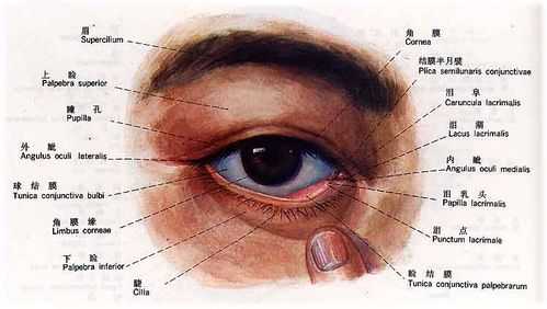 眼睑内是哪里图解（眼睑内是哪里图解 部位）-图1