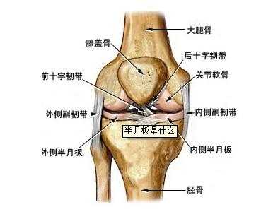 膝盖半月板在什么位置,膝盖的半月板在哪里图片-图1