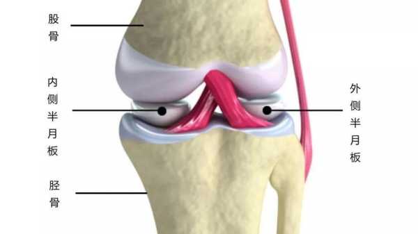 膝盖半月板在什么位置,膝盖的半月板在哪里图片-图2