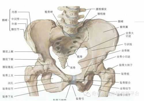 耻骨位置大概在人体的哪里,耻骨结节在哪里图片-图2