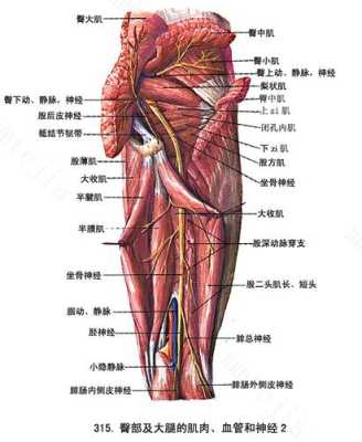 大腿根是哪里图片（大腿根是哪个位置图片）-图2