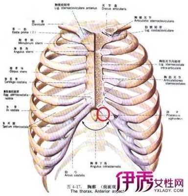 胸骨上窝痛什么原因,胸骨上窝在哪个位置-图1