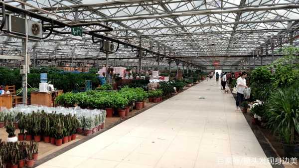 郑州花卉批发市场都有哪几个地方,郑州哪里花卉批发便宜又好-图2