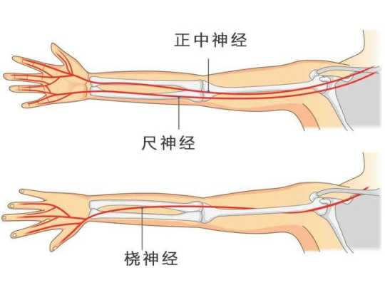 手臂上的麻筋的位置,手臂麻筋在哪里-图2