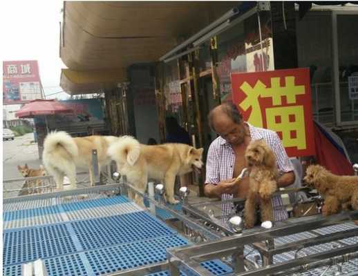 中国最大的狗市在哪里（中国最大的狗市在哪里啊）-图2