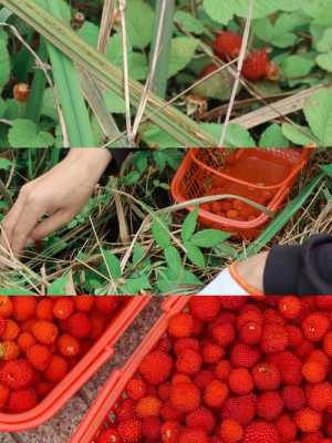有什么事是你去了柬埔寨才知道的,义乌哪里摘草莓比较好-图1