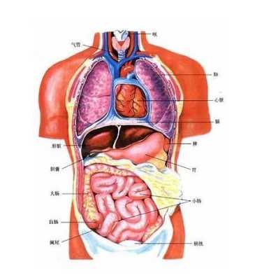 人的胃部在哪里（人的胃部在哪里准确图片）-图1