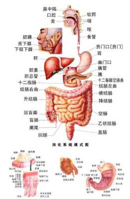 人的胃部在哪里（人的胃部在哪里准确图片）-图3