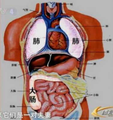 人的胃部在哪里（人的胃部在哪里准确图片）-图2