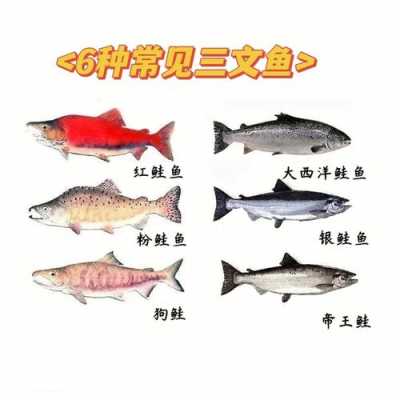 三文鱼产地是哪里国内三文鱼都来自哪里,三文鱼生长在哪里的-图2