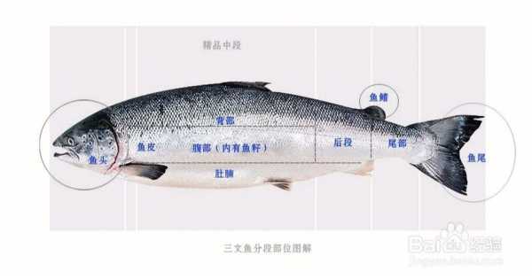 三文鱼产地是哪里国内三文鱼都来自哪里,三文鱼生长在哪里的-图1