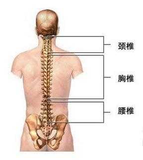 腰椎骨是哪里（腰椎骨是哪里）-图2
