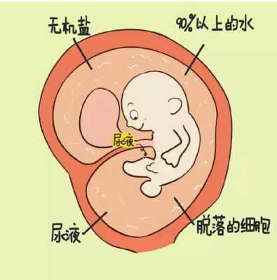 胎儿尿液排到哪里（胎儿尿液排到哪里去了）-图1