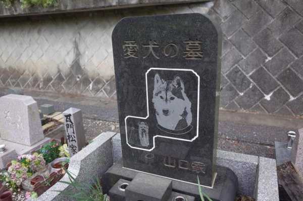 在一起十多年的狗狗去世了，应该把它安葬在何处呢,宠物埋哪里知乎-图2