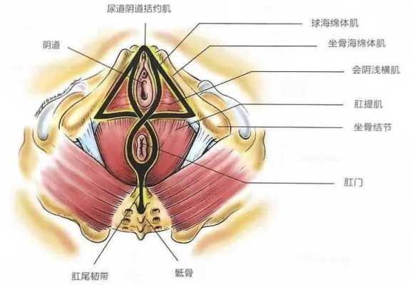 女性尿道和阴道的位置在哪里,会阳是什么位置图片-图2