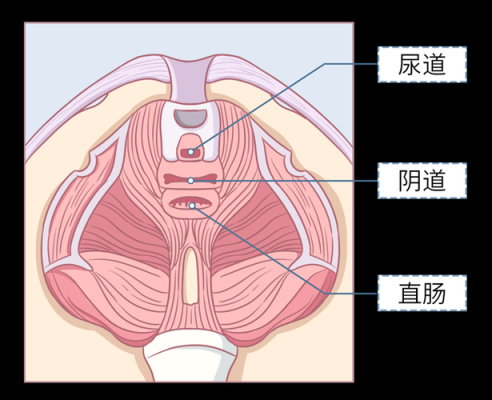 女性尿道和阴道的位置在哪里,会阳是什么位置图片-图1