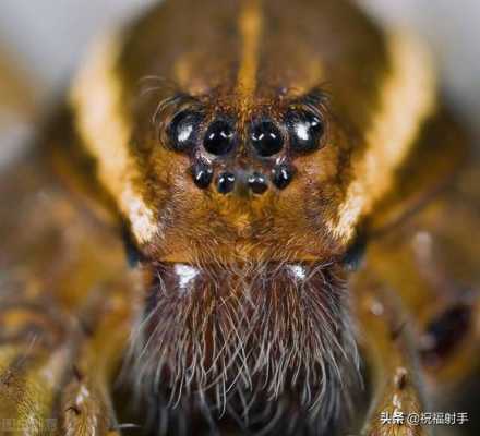 为什么蜘蛛有的有8只眼睛,蜘蛛的眼睛长在哪里图片-图3