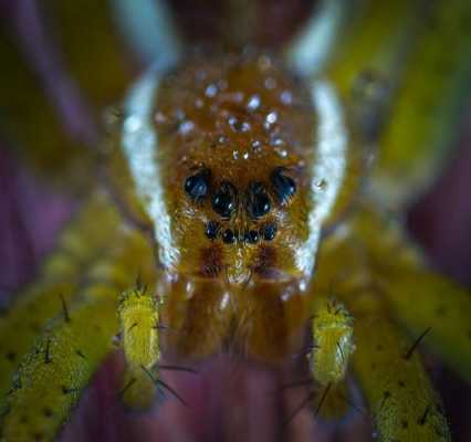 为什么蜘蛛有的有8只眼睛,蜘蛛的眼睛长在哪里图片-图2