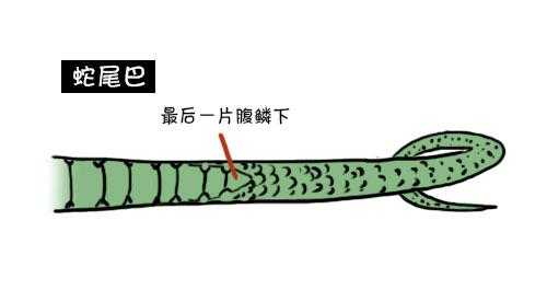 蛇的屁股在哪里（蛇的屁股在哪里图）-图1