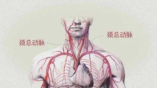 脖子上的大动脉在哪里（颈部大动脉的位置图片）-图1