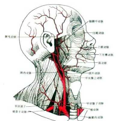 脖子上的大动脉在哪里（颈部大动脉的位置图片）-图3