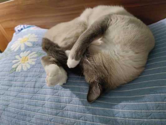 猫咪在不同的地方睡觉代表什么意思,小猫睡哪里不会着凉-图1