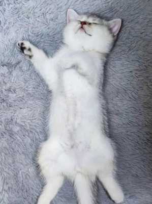 猫咪在不同的地方睡觉代表什么意思,小猫睡哪里不会着凉-图3