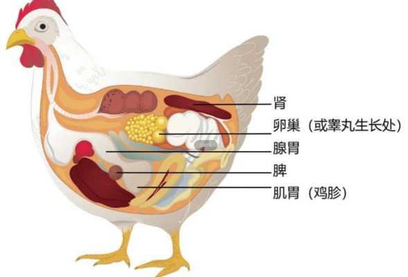 为啥鸡会下蛋,母鸡从哪个部位下蛋-图3