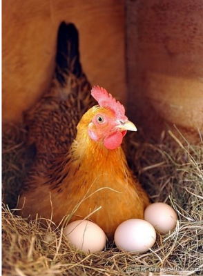 为啥鸡会下蛋,母鸡从哪个部位下蛋-图2