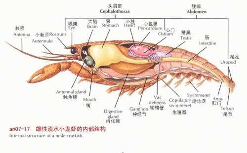 龙虾的脑子长在哪,龙虾长在什么地方-图2