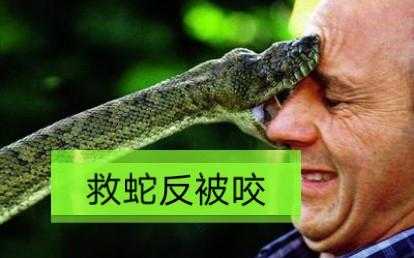 为什么蛇即使头被砍掉了还会咬人呢,浙江省的蛇村是哪里-图2