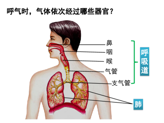 肺在人体什么位置,上呼道和下呼道区别图片-图2