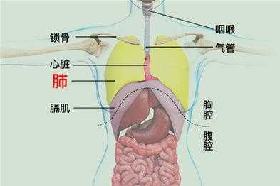 肺在人体什么位置,上呼道和下呼道区别图片-图1