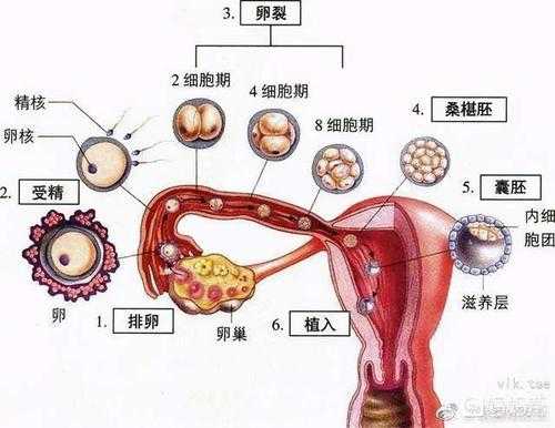 精子为什么会寻找卵子,-图2